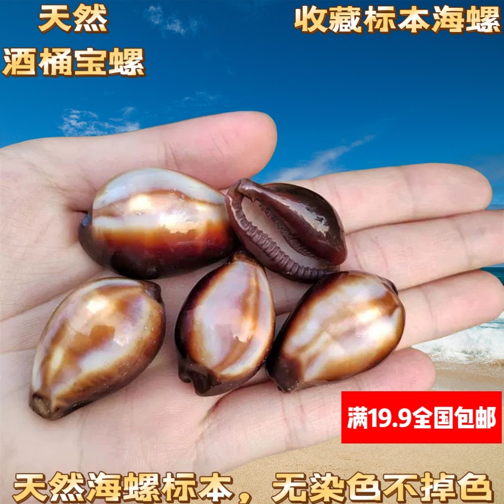 天然宝螺龟甲百眼稀有海螺贝壳鱼缸造景家居装饰摆件把玩礼物收藏图片