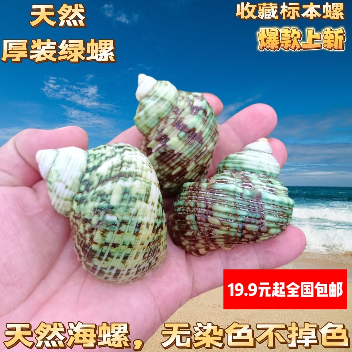 花绿螺蜗牛螺天然海螺贝壳鱼缸水族造景标本螺卷贝鱼寄居蟹替换壳