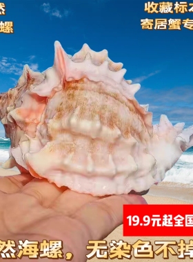 天然海螺大粉红骨螺鱼缸造景寄居蟹卷贝鱼替换壳多肉花盆听海风螺