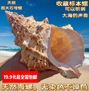 装 饰摆台鱼缸造景大石蛙号贝壳大海螺贝壳 包邮 大蛙螺大海螺壳贝壳