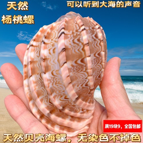 杨桃螺寄居蟹卷贝鱼专用壳鱼缸摆件天然海螺贝壳琵琶螺室内摆件