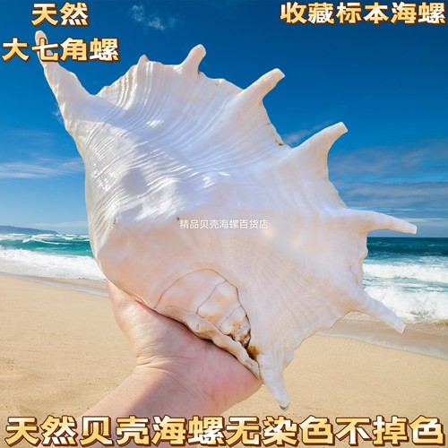 天然大七角螺贝壳海螺鱼缸造景家居装饰收藏品摄影拍摄道具