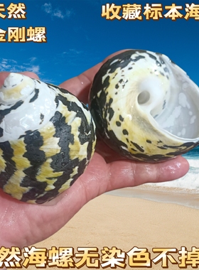 天然海螺贝壳黑金刚南非蝾螺水族鱼缸造景家居橱窗摆件寄居蟹房子