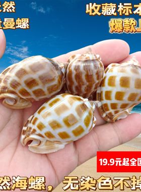 天然稀有贝壳海螺棋盘鬘螺phalium areola L.1758 F+-GEN标本收藏