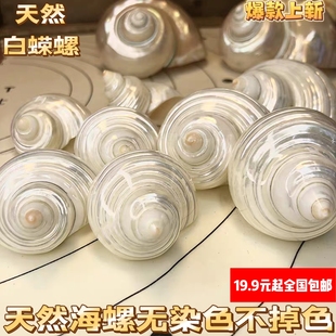 天然海螺贝壳去皮银口螺寄居蟹替换壳鱼缸造景装饰摆件卷贝鱼繁殖