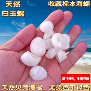 天然贝壳海螺蜗牛海螺白猫眼螺地中海家居鱼缸装饰水族造景寄居蟹