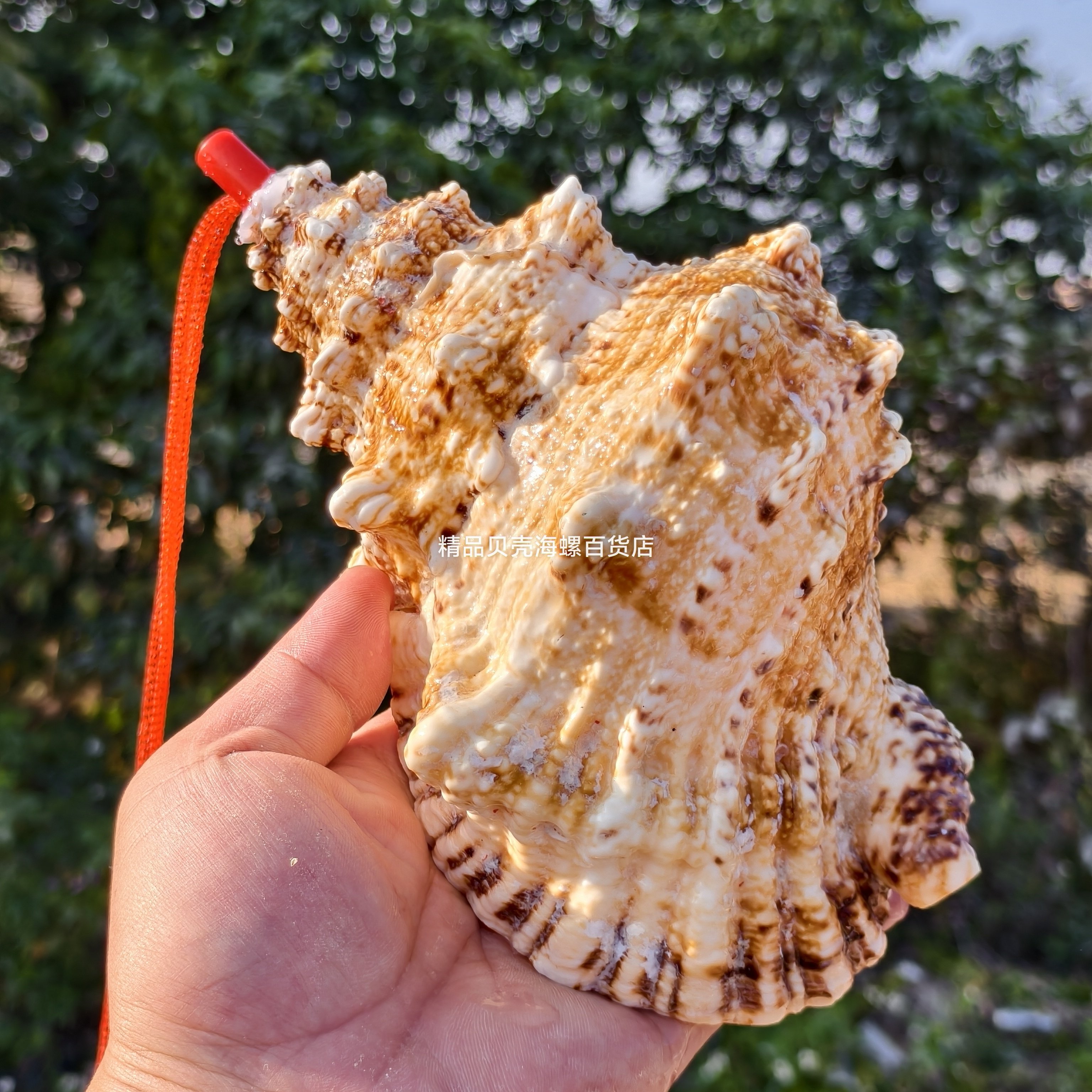 天然海螺号喇叭口哨超大海螺壳贝壳哨子儿童玩具小螺号创意礼物