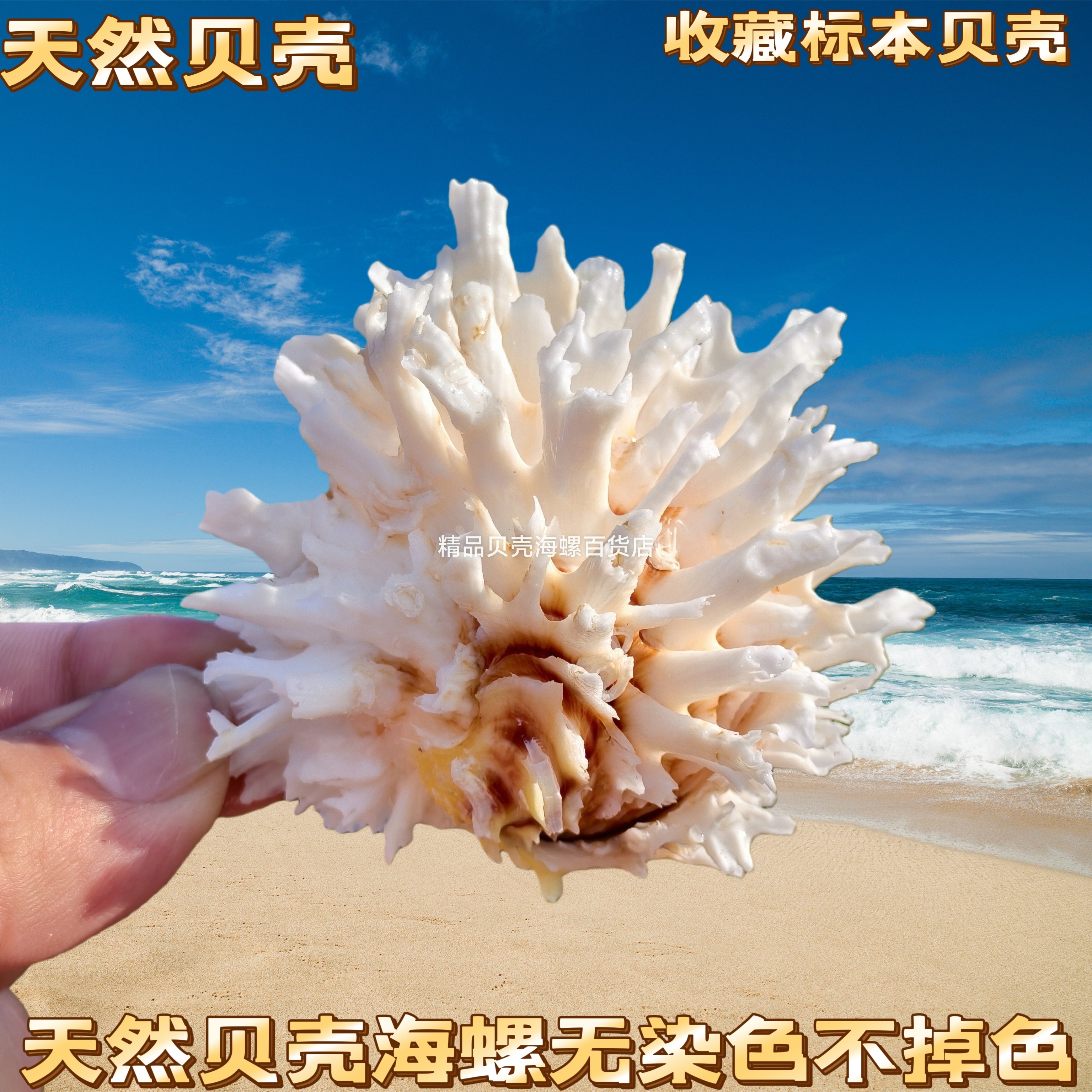 白菊哈贝 鱼缸水族箱造景装饰高档场所观赏房间创意摆件标本收藏