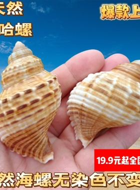 天然海螺那哈海螺贝壳手工diy装饰品卷贝鱼寄居蟹壳鱼缸造景珊瑚