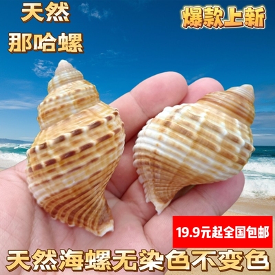 天然海螺那哈海螺贝壳手工diy装饰品卷贝鱼寄居蟹壳鱼缸造景珊瑚