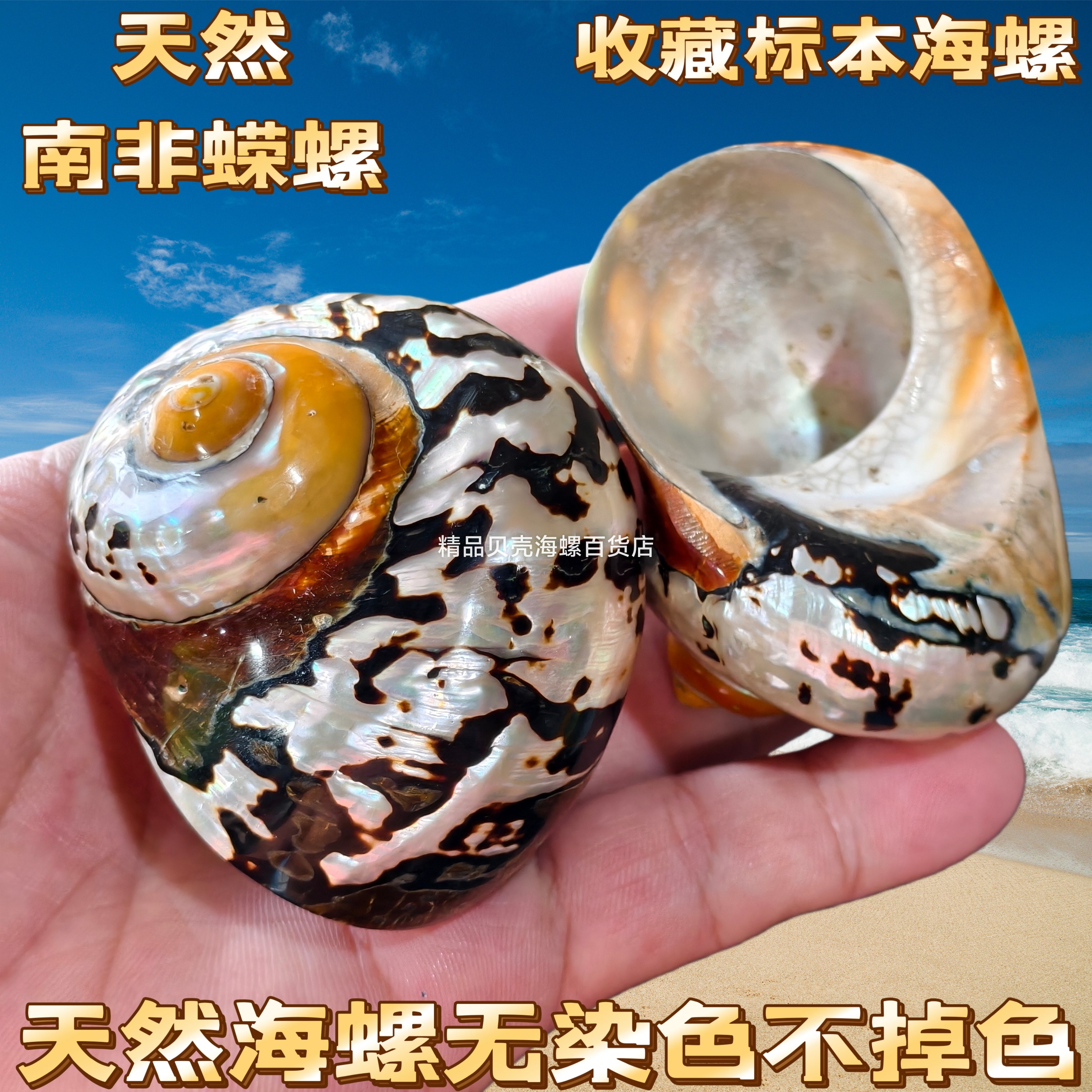 天然精品海螺贝壳 标本螺南非嵘螺 收藏品南非蝾螺 鱼缸造景装饰