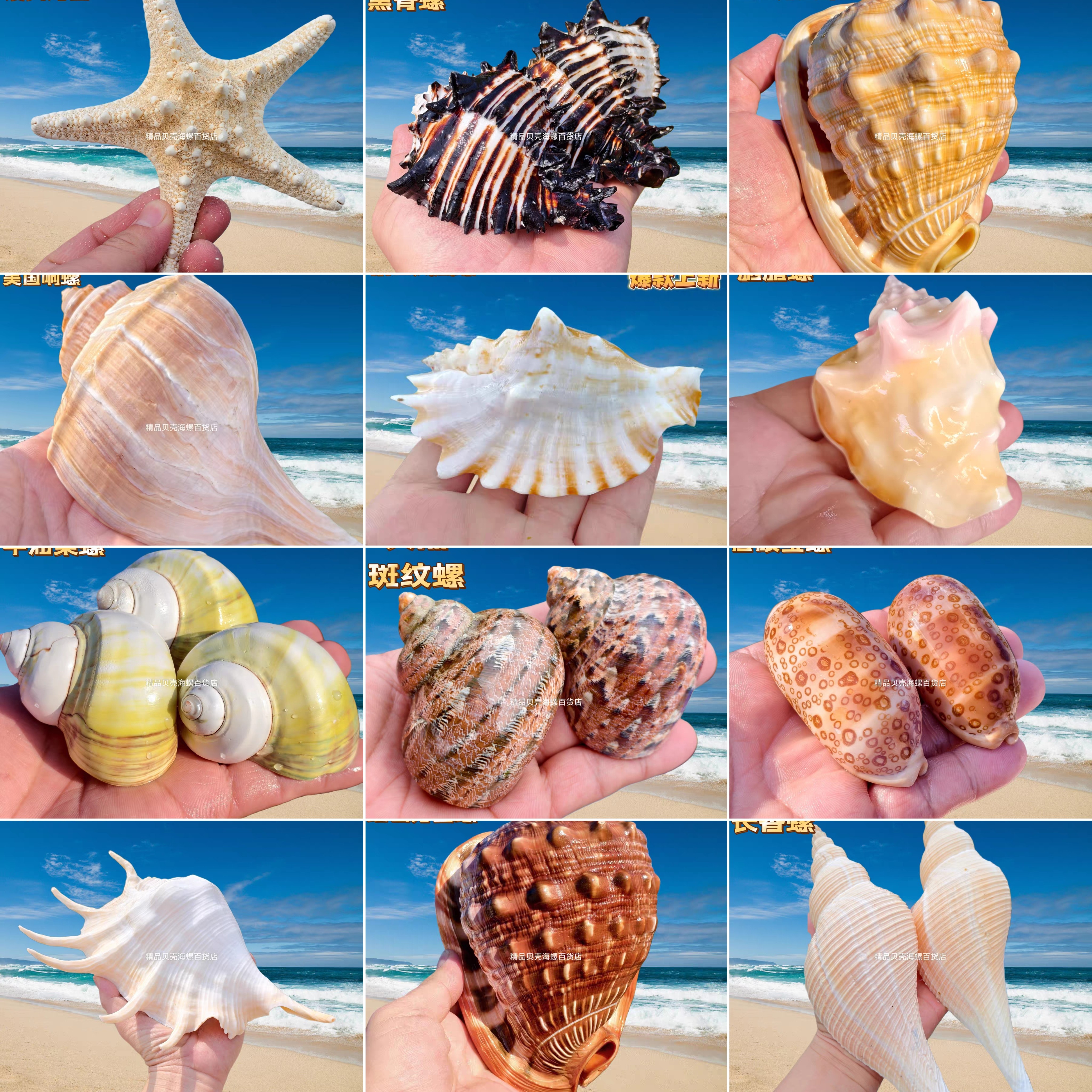 天然真海螺壳贝壳鱼缸水族造景家居装饰摆件招财千手蛙螺收藏礼物