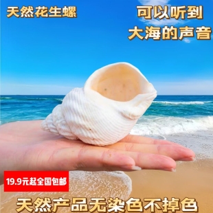 天然海螺贝壳6-7CM花生螺鱼缸造景地台装饰摆件拍摄道具礼物实拍