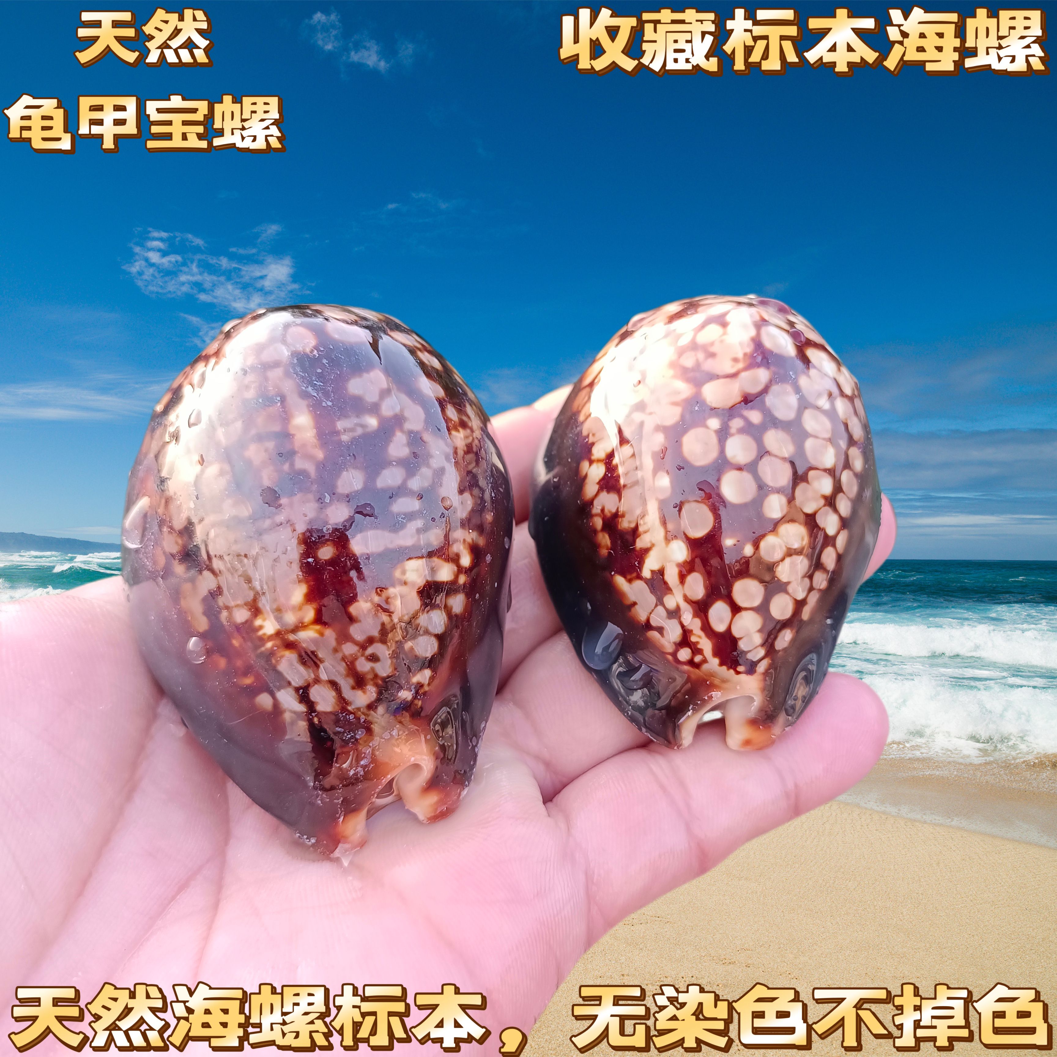 天然稀有海螺贝壳龟甲宝螺标本螺 手把件 鱼缸造景地中海家居收藏