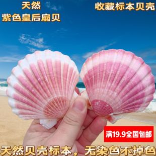 【真贝壳 无染色 可看货】甜美可爱粉/紫白色大扇贝 天然贝壳海螺