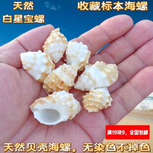 天然海螺贝壳白口岩螺寄居蟹卷贝鱼替换壳稀有标本鱼缸水族装饰