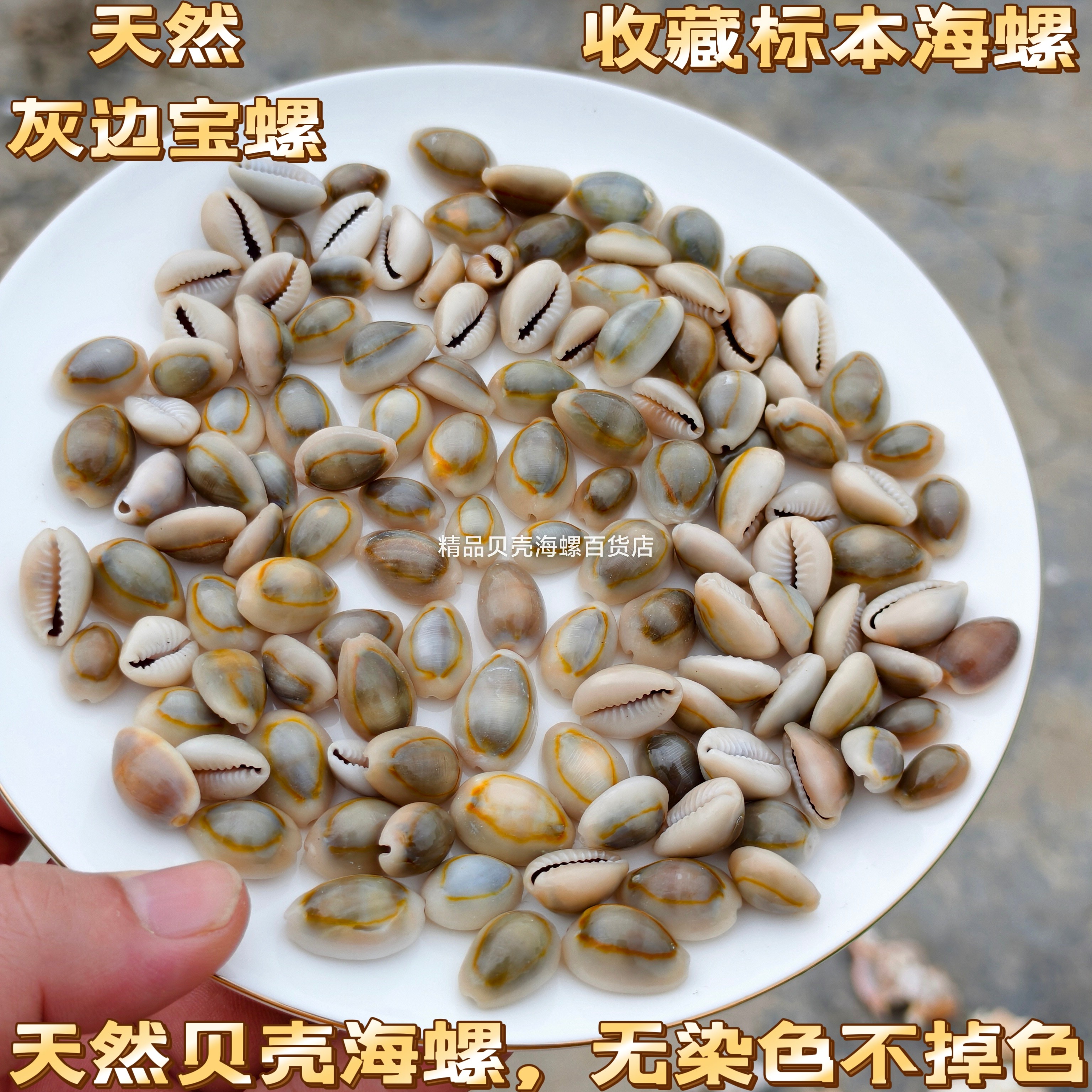 灰边宝螺天然标本贝壳 创意手工DIY材料家居装饰摆件水族造景螺壳图片