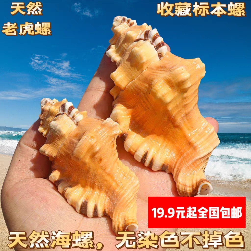 热卖天然海螺贝壳象鼻螺虎头螺标本螺收藏水族鱼缸家居装饰珊瑚,家居饰品,海螺/贝壳/珊瑚,淘宝优惠券,粉丝福利购,淘宝优惠卷