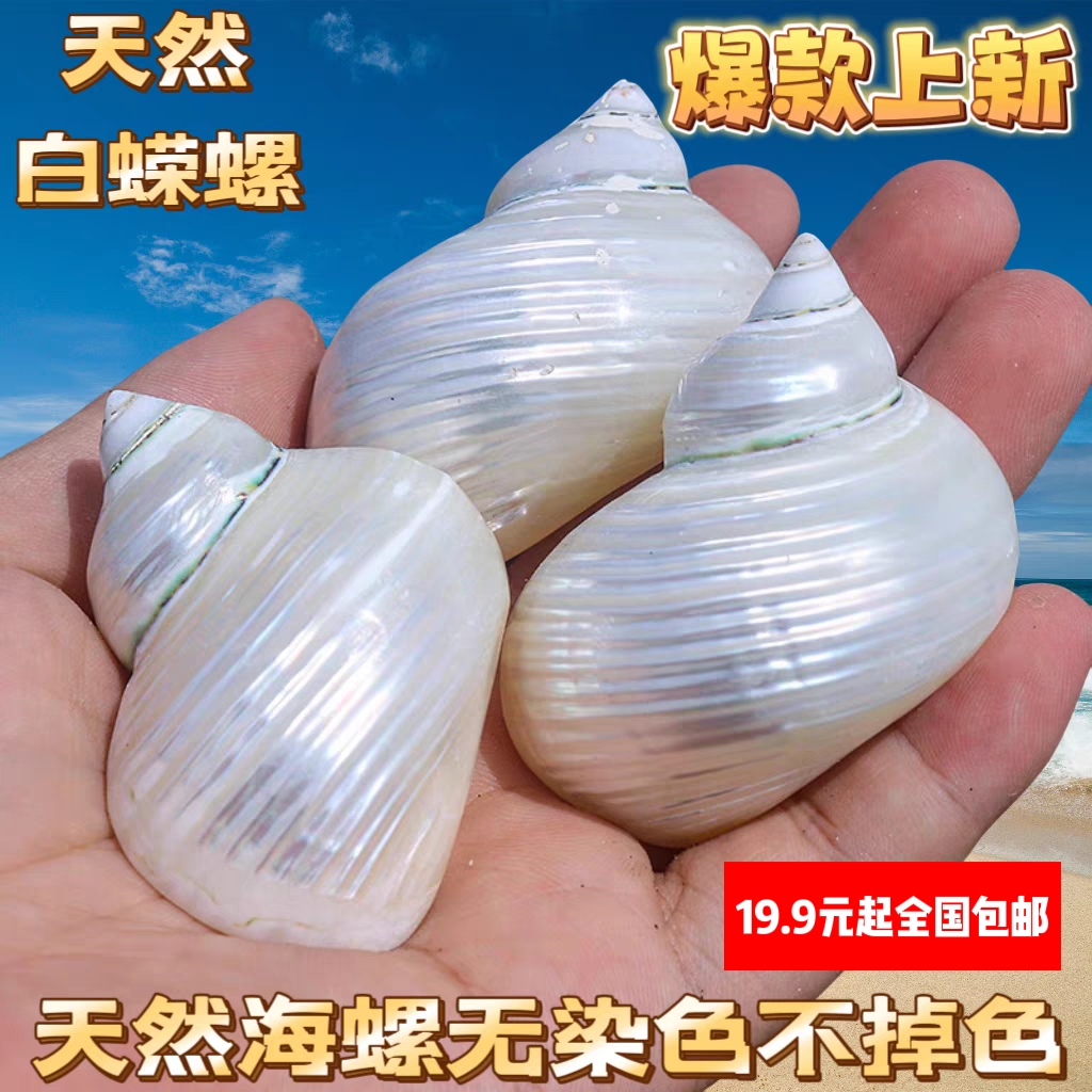 白月光蝾螺 寄居蟹替换壳 天然去皮海螺壳 贝壳 荧光螺 月光壳diy