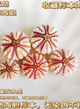天然海螺贝壳稀有勋章海胆壳标本收藏家居创意空气凤梨盆栽