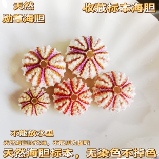 天然海螺贝壳稀有勋章海胆壳标本收藏家居创意空气凤梨盆栽