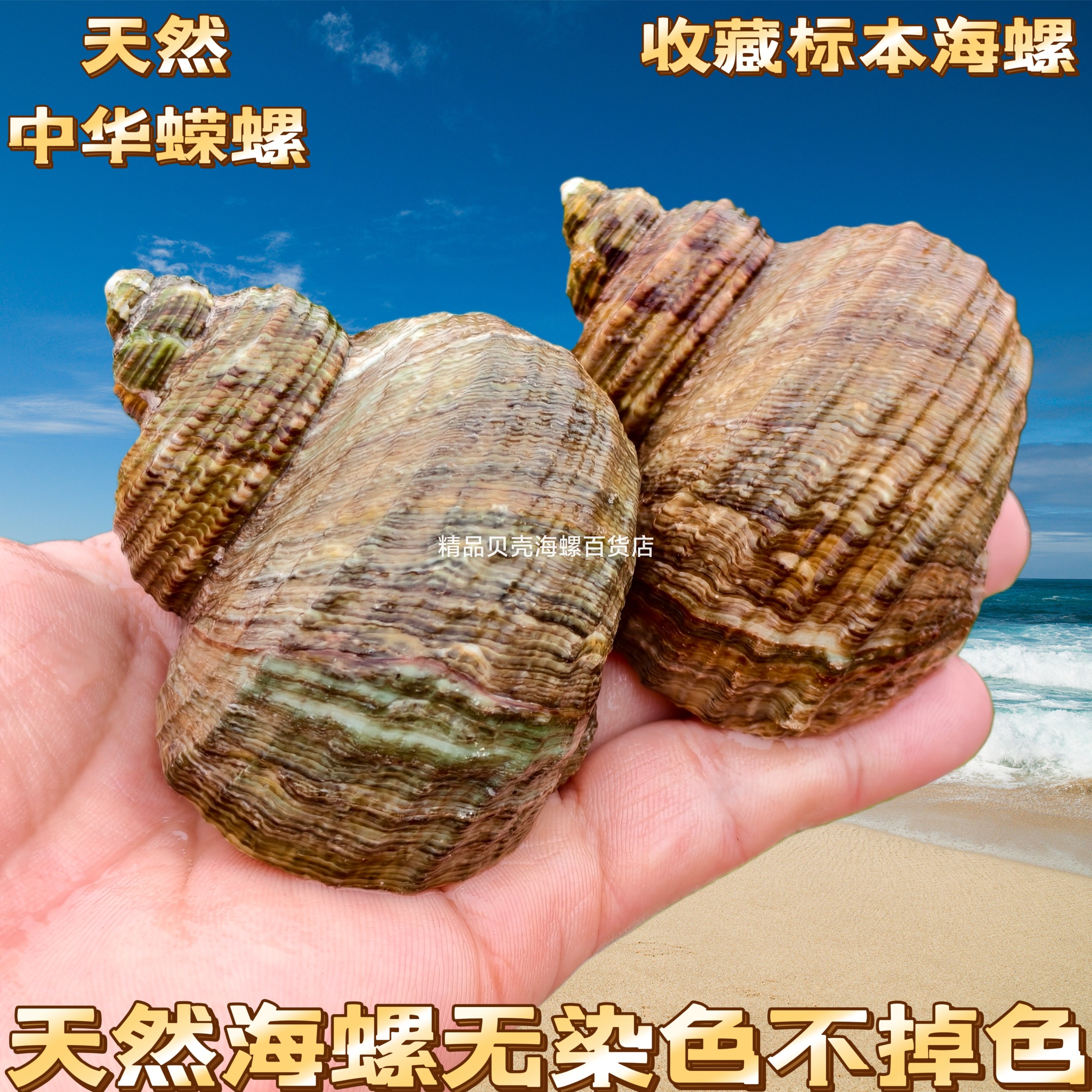 天然海螺贝壳角蝾螺绿蝾螺鱼缸大口径寄居蟹替换壳家居收藏摆件图片