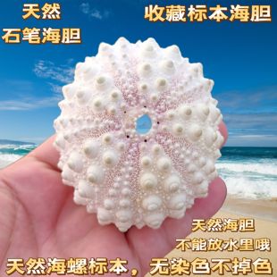 包邮稀有天然海胆壳标本 空气凤梨相框小夜灯材料 白粉色石笔海胆