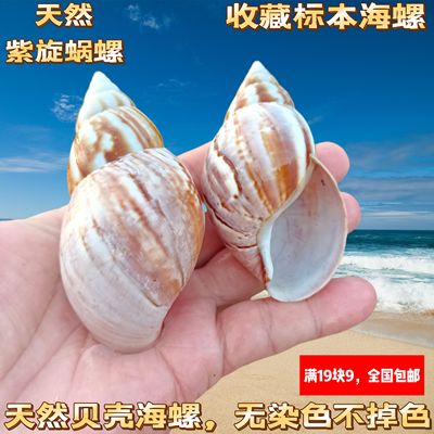 天然海螺贝壳大蜗牛螺大海螺寄居蟹壳鱼缸家居收藏装饰海洋摆件