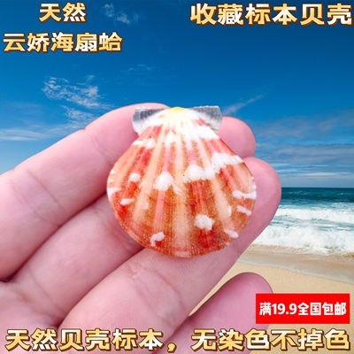 浮雕海扇蛤天然海螺贝壳标本螺鱼缸水族造景装饰DIY相框材料摆件
