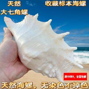 天然海螺贝壳蜘蛛螺大七角螺家居装饰鱼缸水族造景拍摄收藏标本