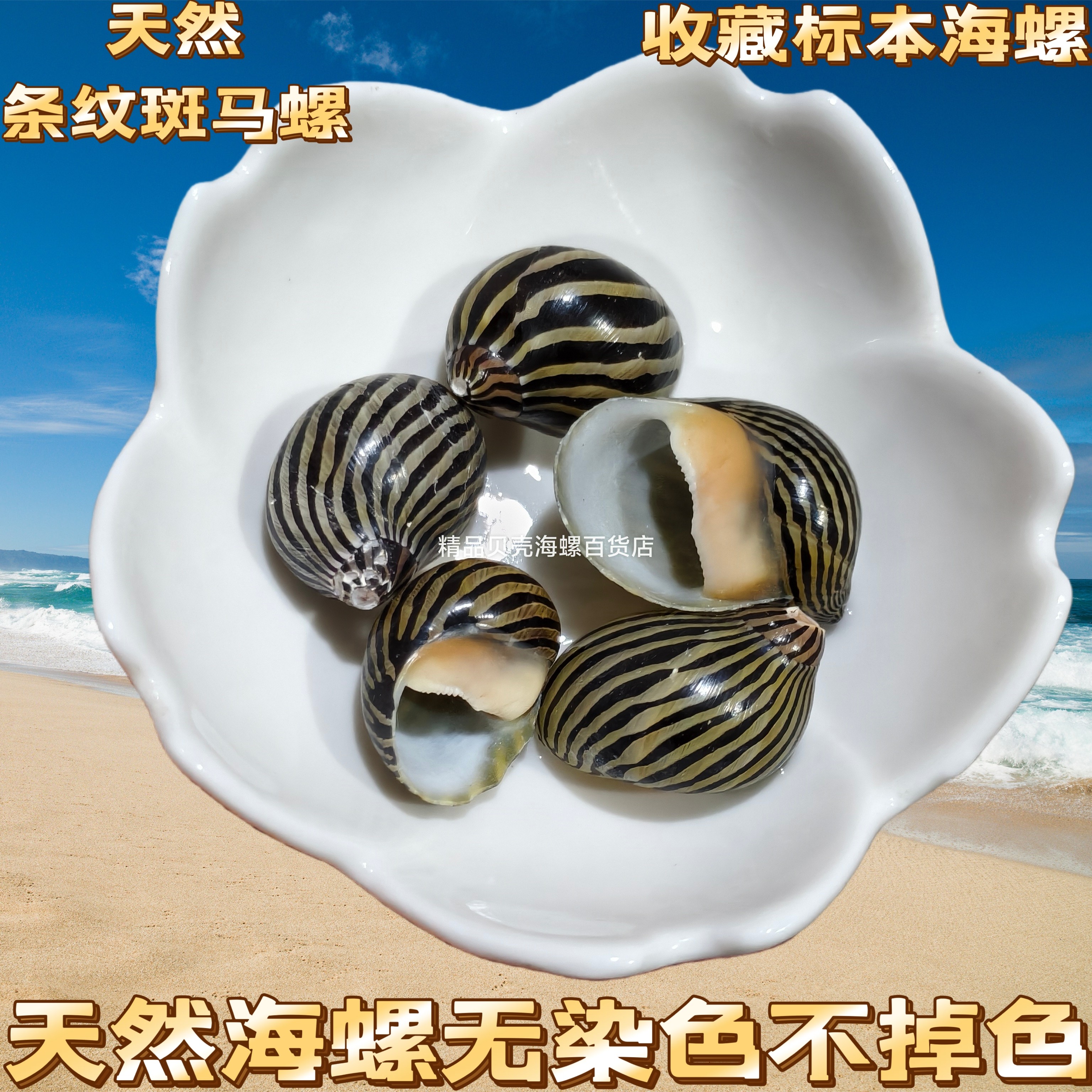 天然小海螺贝壳条纹斑马螺鱼缸造景漂流瓶装饰摆件寄居蟹替换壳