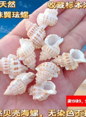 天然海螺贝壳厂家直销鳄皮螺鱼缸水族箱造景diy手工风铃创意摆件