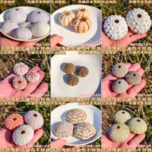 天然海胆壳标本 空气凤梨底座 DIY贝壳海螺 园艺用品装饰摆件拍摄