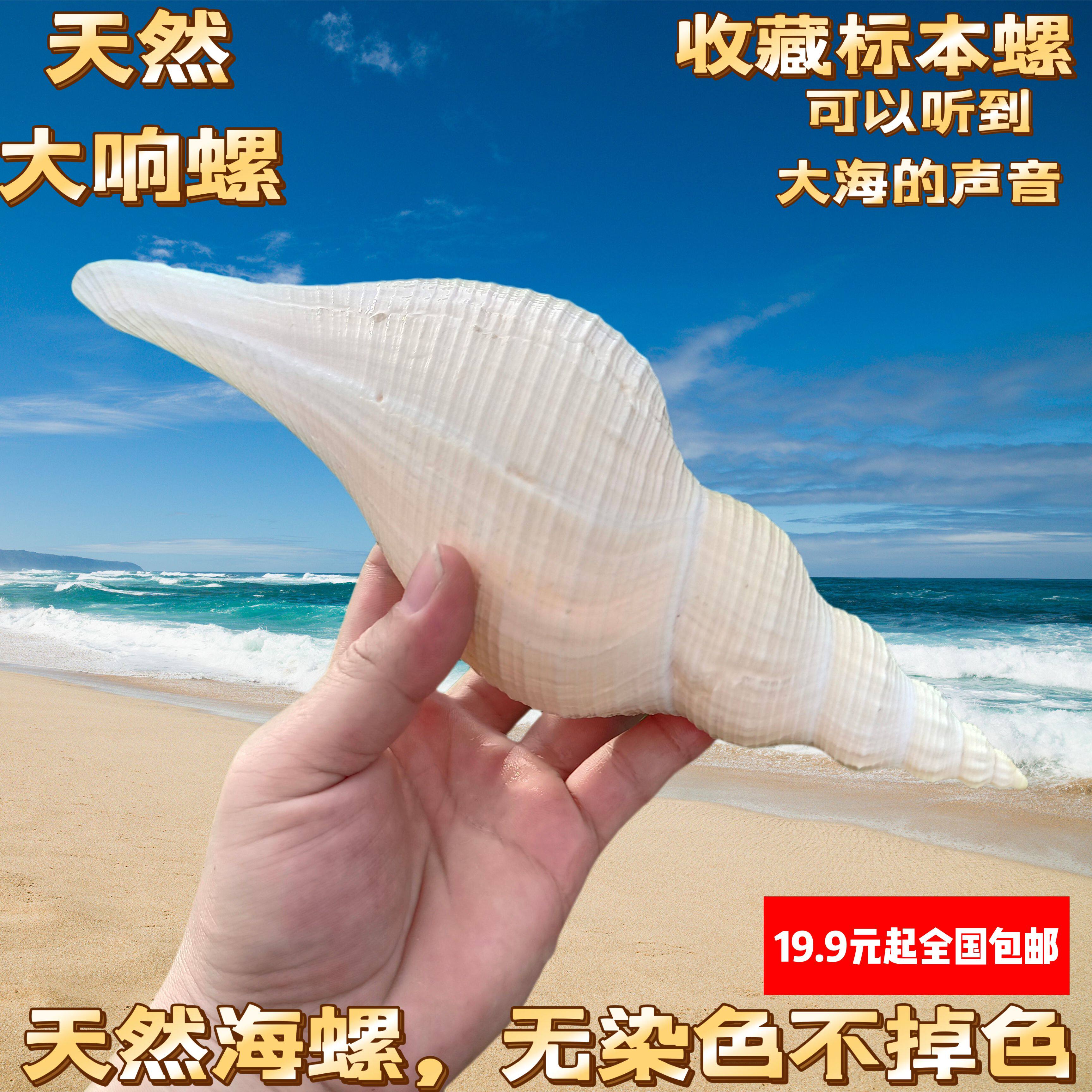 长香螺天然贝壳大海螺号角收藏老角响螺切口能吹响道士吹号包邮