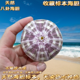 天然贝壳海螺海胆壳标本创意diy 地中海装饰地台空气凤梨多肉花盆