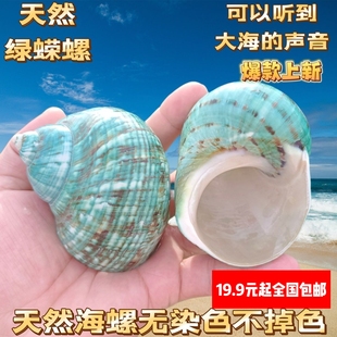 海螺贝壳海星条纹绿螺寄居蟹换壳鱼缸造景居家摆件把玩生日礼物