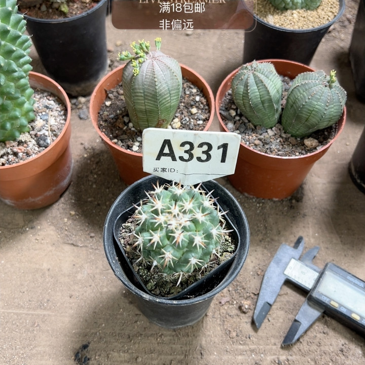 实生钢钉,鲜花速递/花卉仿真/绿植园艺,多肉植物,淘宝优惠券,粉丝福利购,淘宝优惠卷