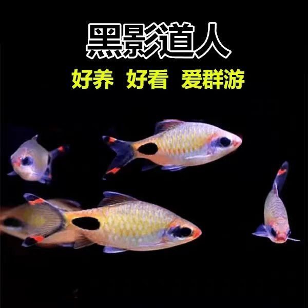 黑影道人热带观赏鱼群游鱼小型鱼活体鱼
