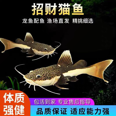 招财猫鱼活鱼红尾猫鲶鱼狗仔鲸凶猛中大型热带观赏鱼底层红尾