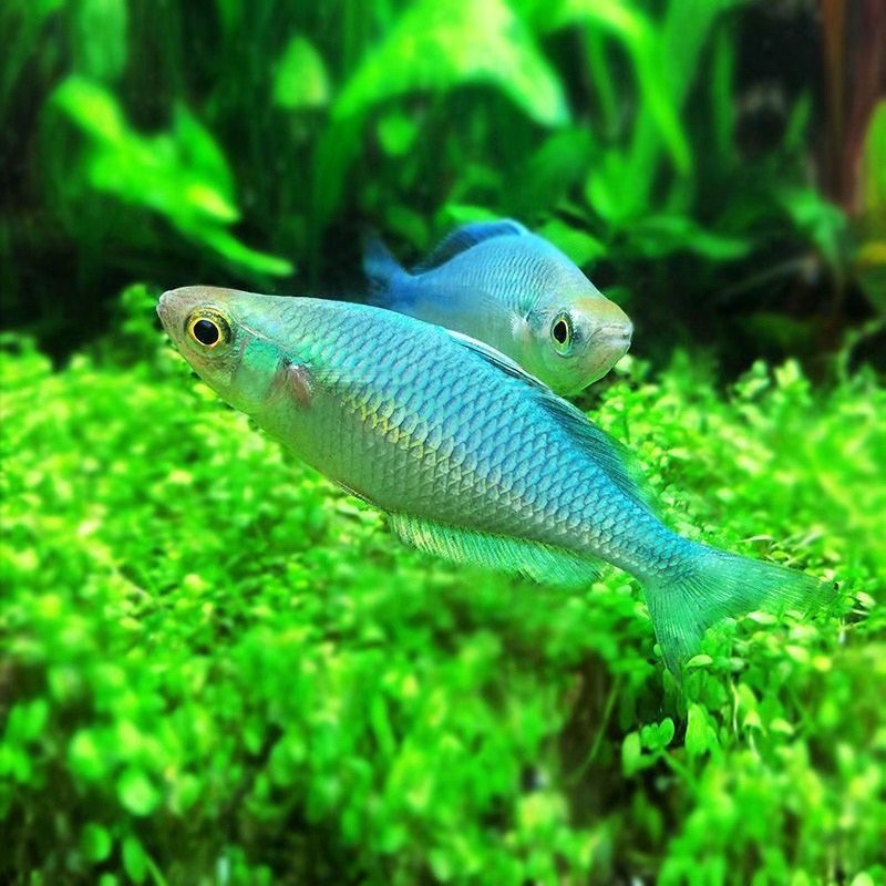 蓝美人鱼小型淡水草缸群游热带观赏鱼彩虹绿刚果美人活体鱼