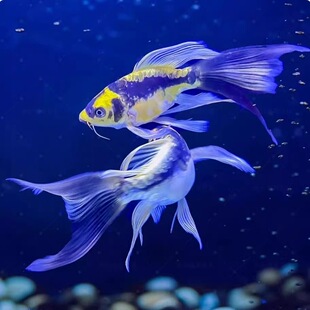 德系玛雅蝴蝶鲤大酋长球体长尾短身锦鲤冷水鱼耐活耐寒淡水观赏鱼