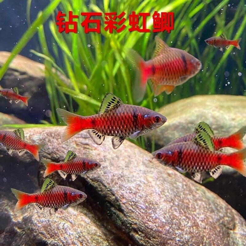 钻石彩虹鲫冷水鱼原生鱼原生缸观赏鲫鱼易养耐低温