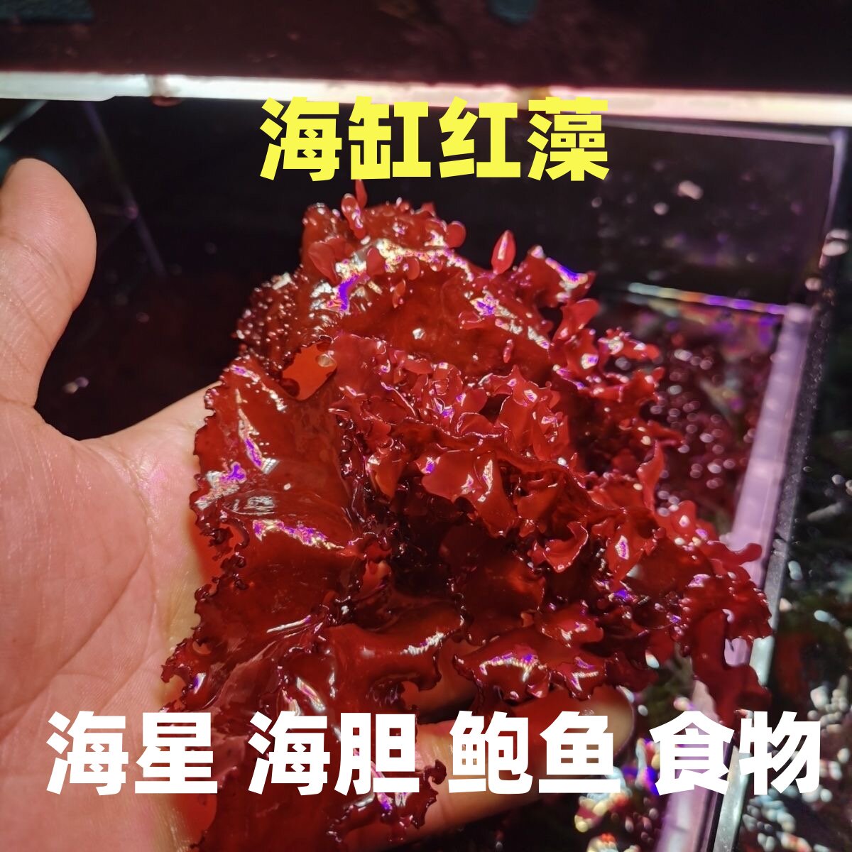 海星食物自助餐海藻红棕海藻饲料高等藻海缸净化水质海缸海胆可食