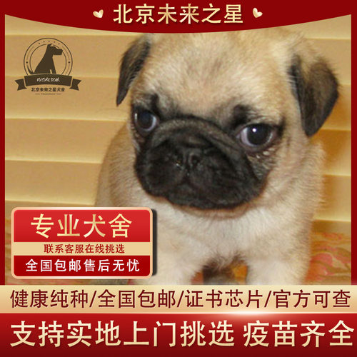 巴哥幼犬怎么养 叫我皮皮就好了 萌狗网移动版