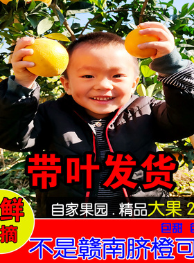 江西赣南脐橙长叶香橙现摘新鲜水果带叶新鲜甜橙子赣州安远