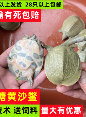 存活高甲鱼苗黄沙鳖水鱼外塘鲜活
