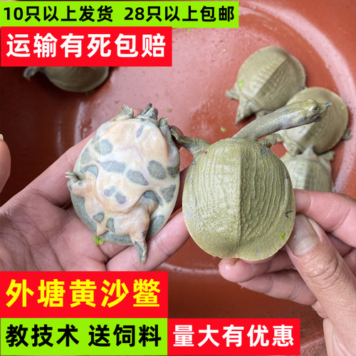 存活高甲鱼苗黄沙鳖水鱼外塘鲜活