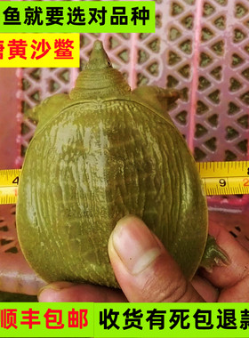 甲鱼苗黄沙鳖苗水鱼苗外塘发顺丰