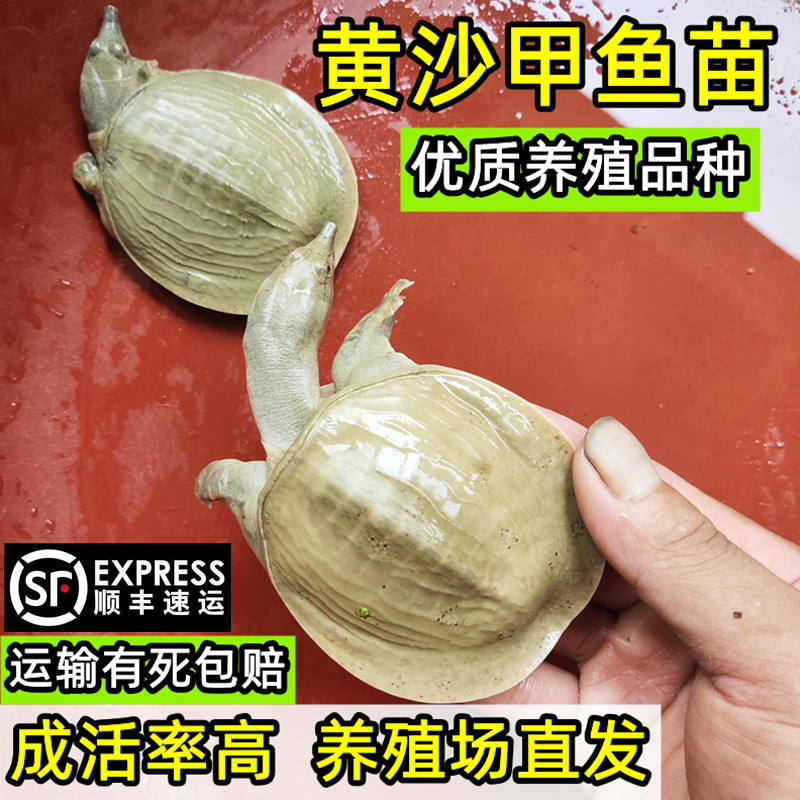甲鱼苗广西黄沙甲鱼苗外塘小水鱼活苗批发鲜活物团鱼王八顺丰包活