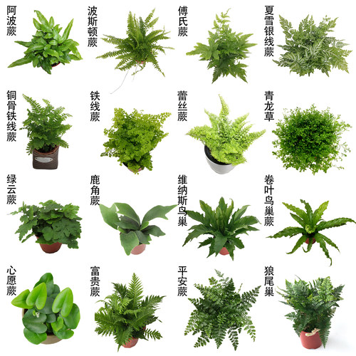 棉花糖蕨蕨类耐阴绿植蕾丝蕨盆栽